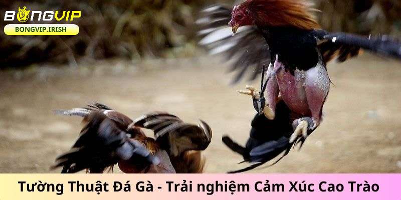 Kinh nghiệm vào cược chắc thắng trong đá gà Thomo