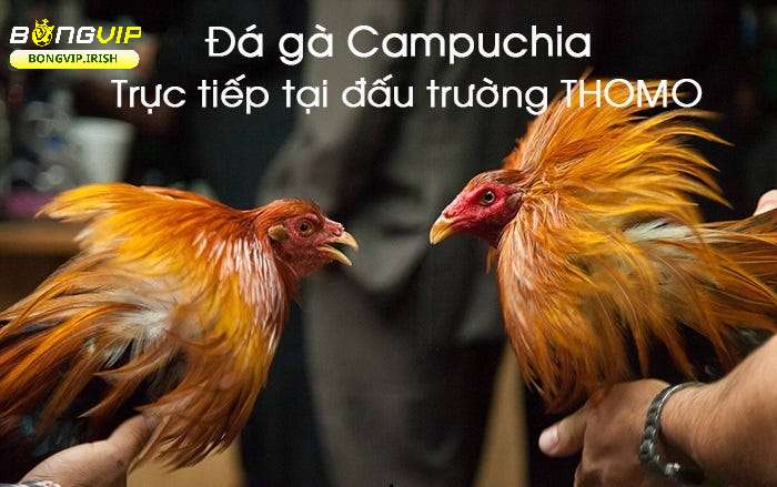 Giới thiệu về đá gà trực tiếp Campuchia tại bongvip